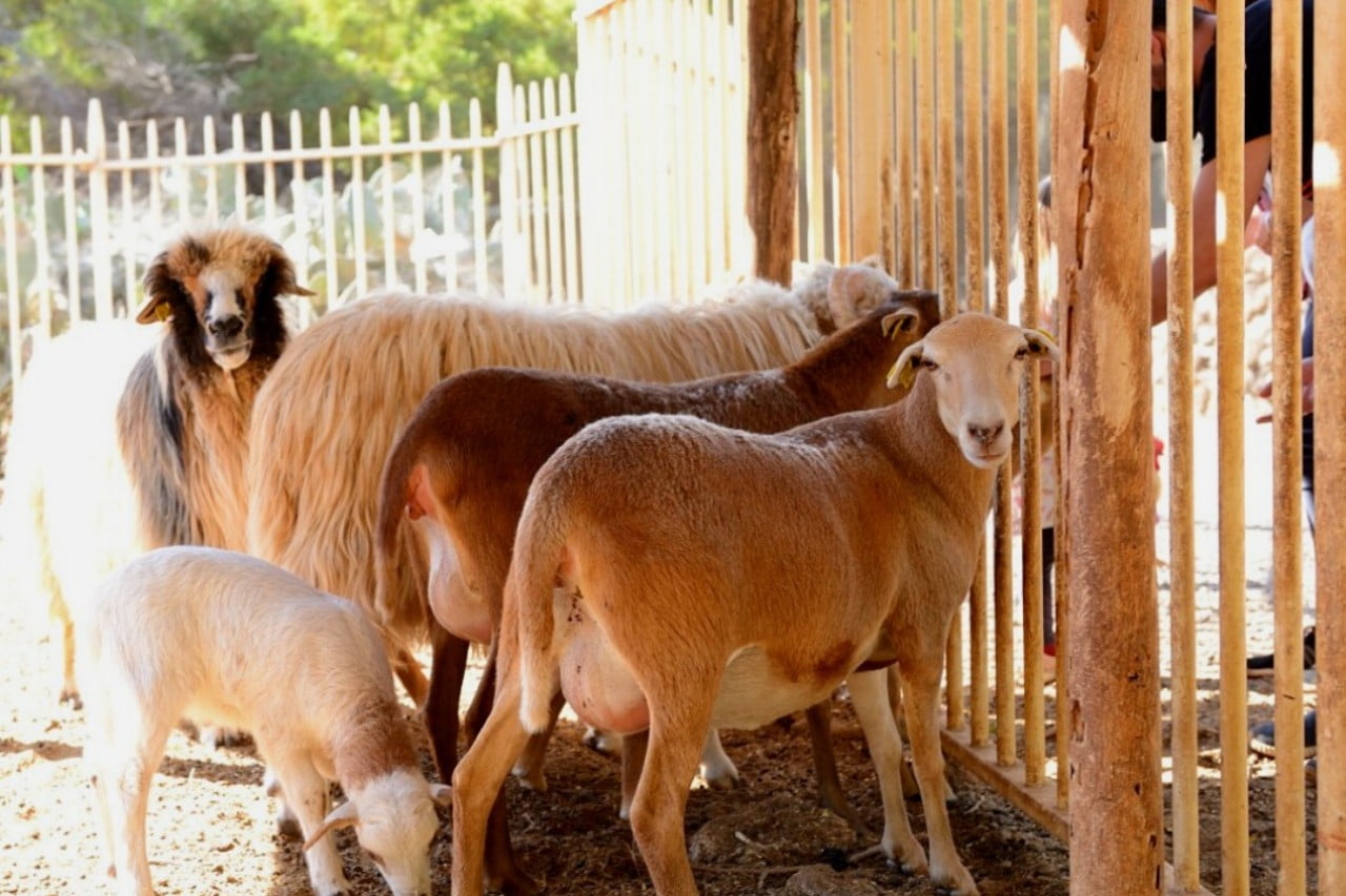 Tenerife Horse Rescue photo 1