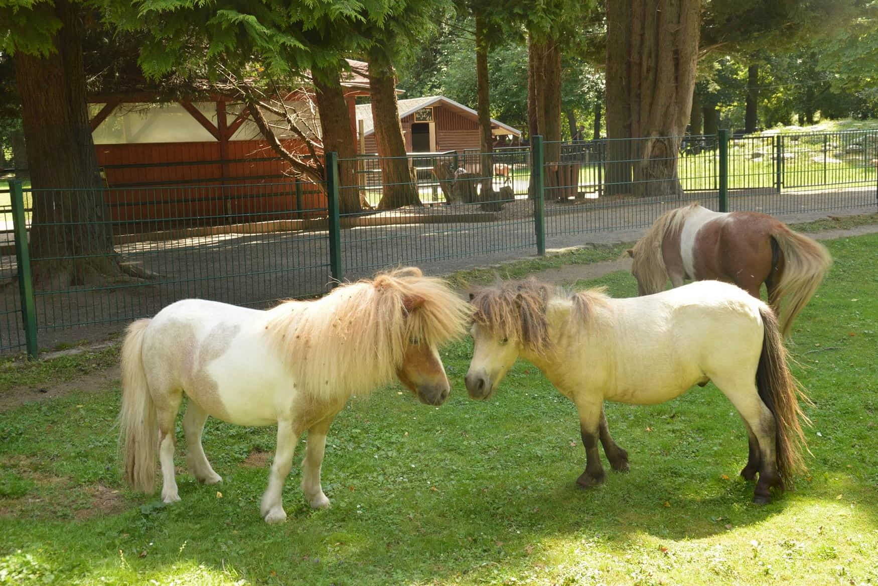 Eilenburg Zoo photo 1