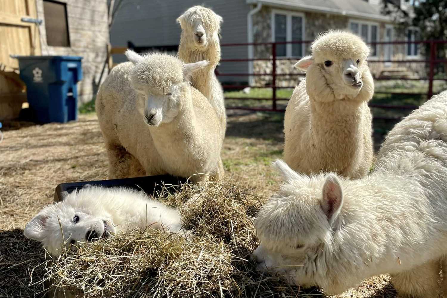 Farm and Fleece Alpaca Ranch photo 1