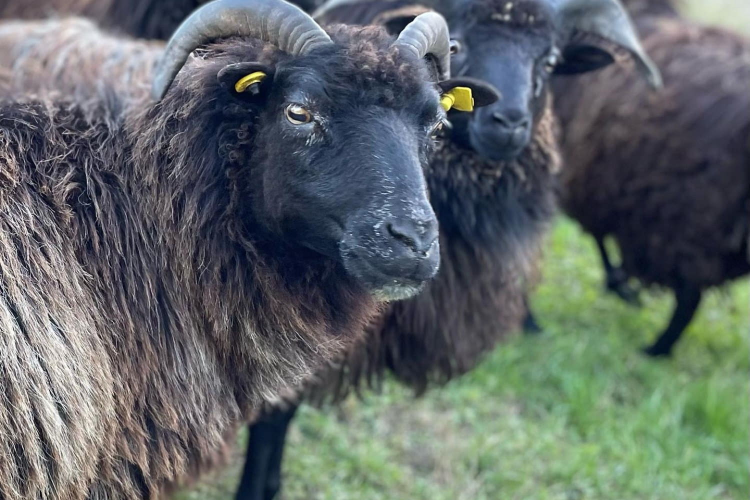 Glessener Mühlenhof photo 1