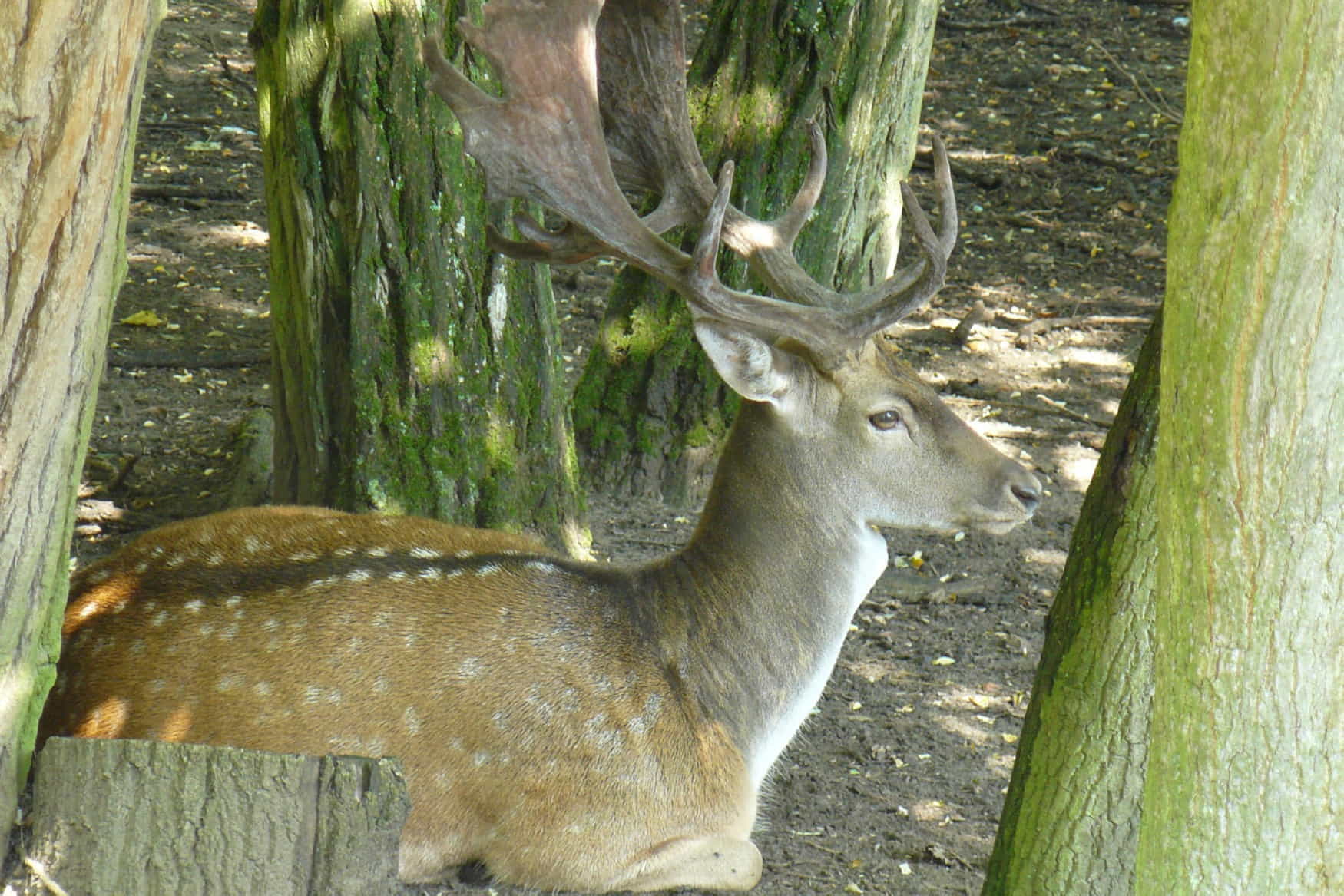 Wildpark Knull photo 1
