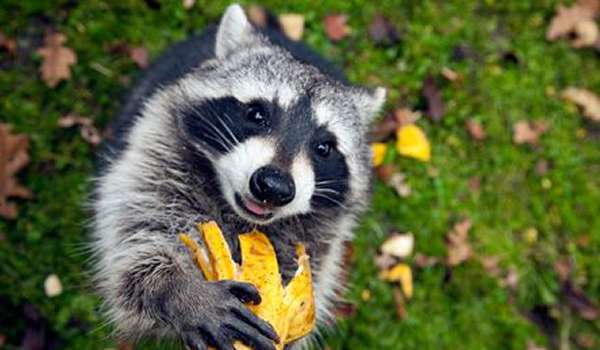 South Park and Mini Zoo photo 1