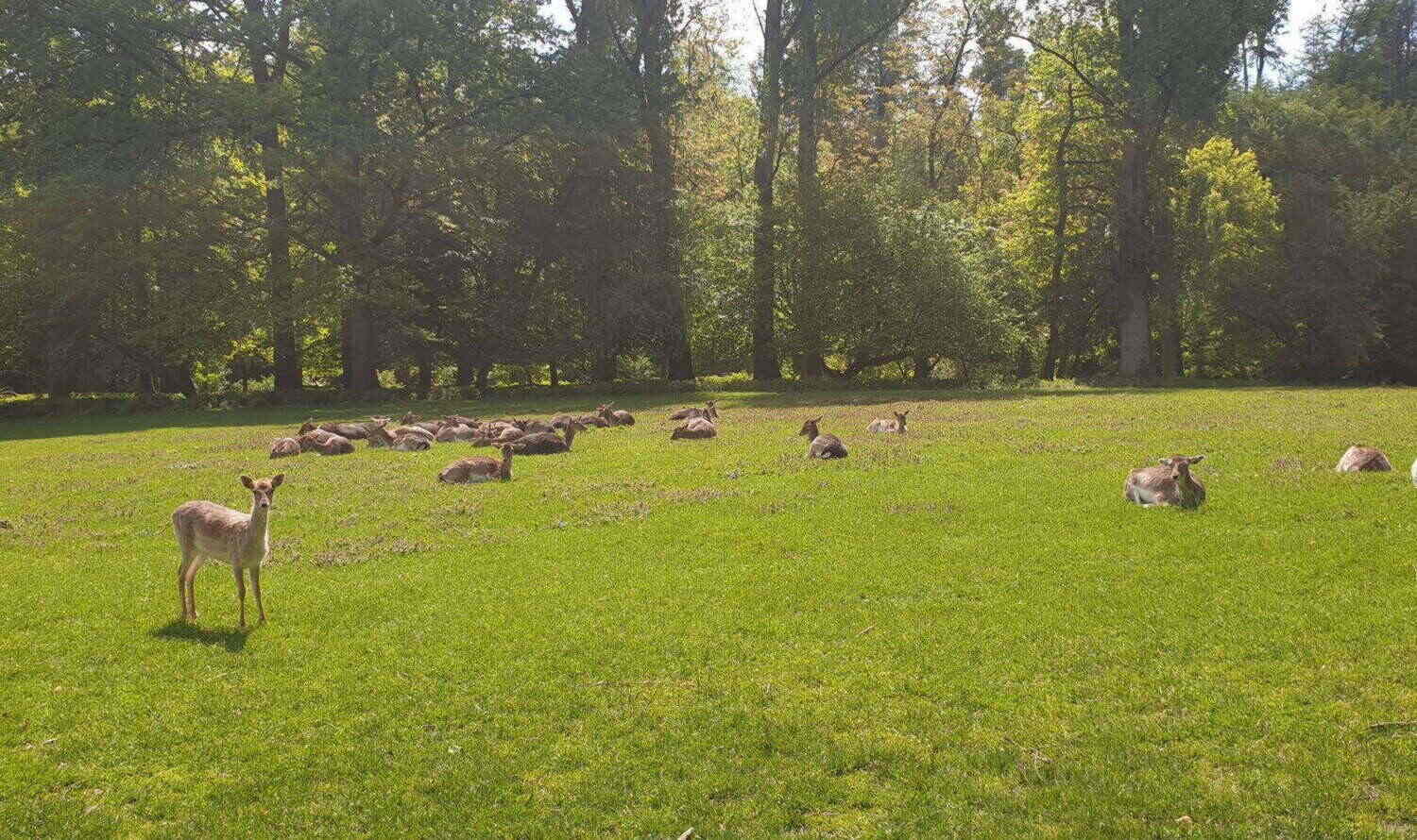 Grafenberger Wildpark