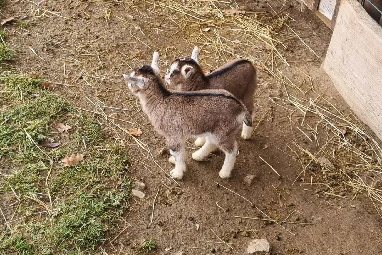 Höckendorfer Heide e.V. Zoo photo 1