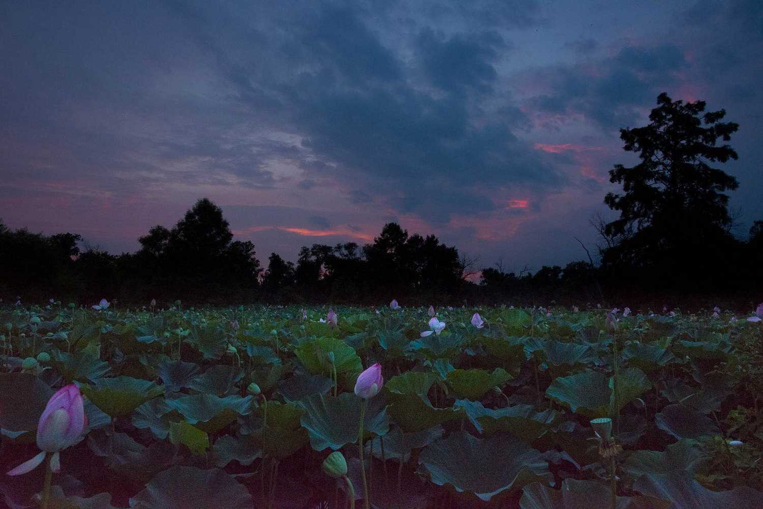 Kenilworth Park photo 1