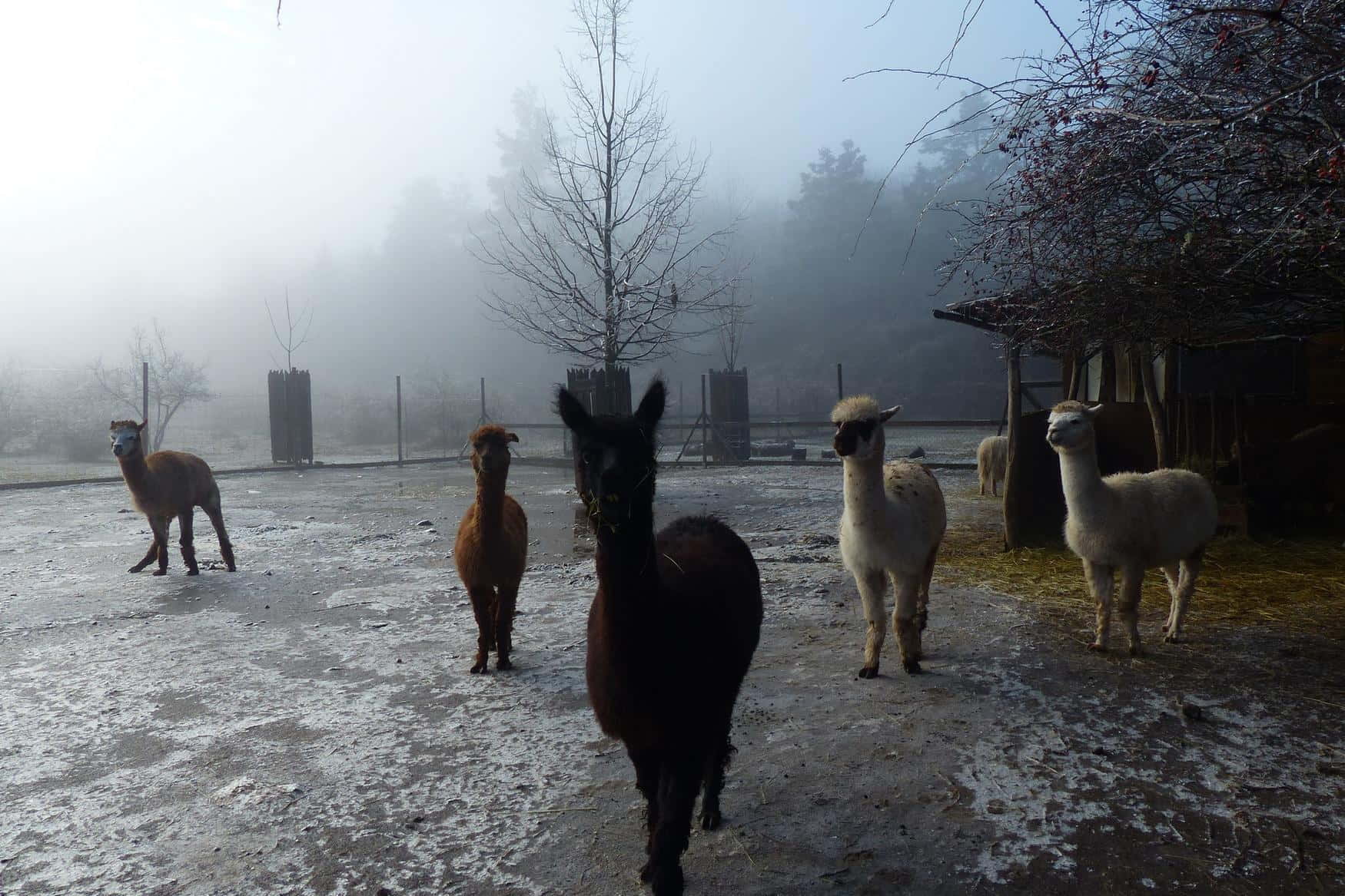 Lamacentrum Hady photo 1