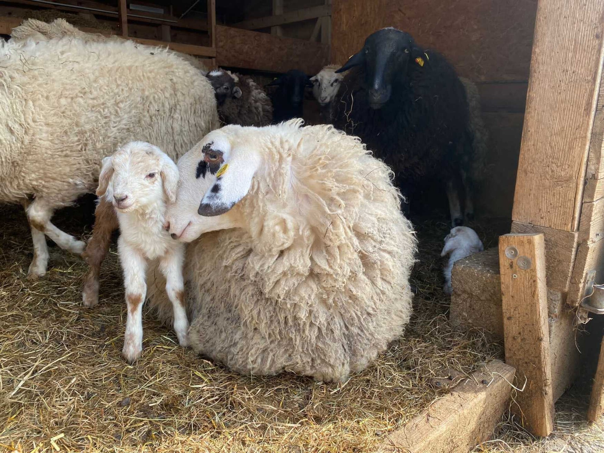 Vienna Kids Farm photo 1