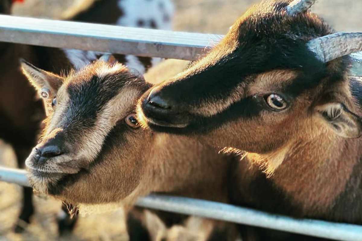 Little Farmers photo 1