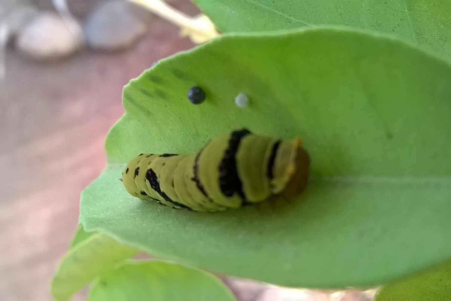 Mariposario de Nijar photo 1