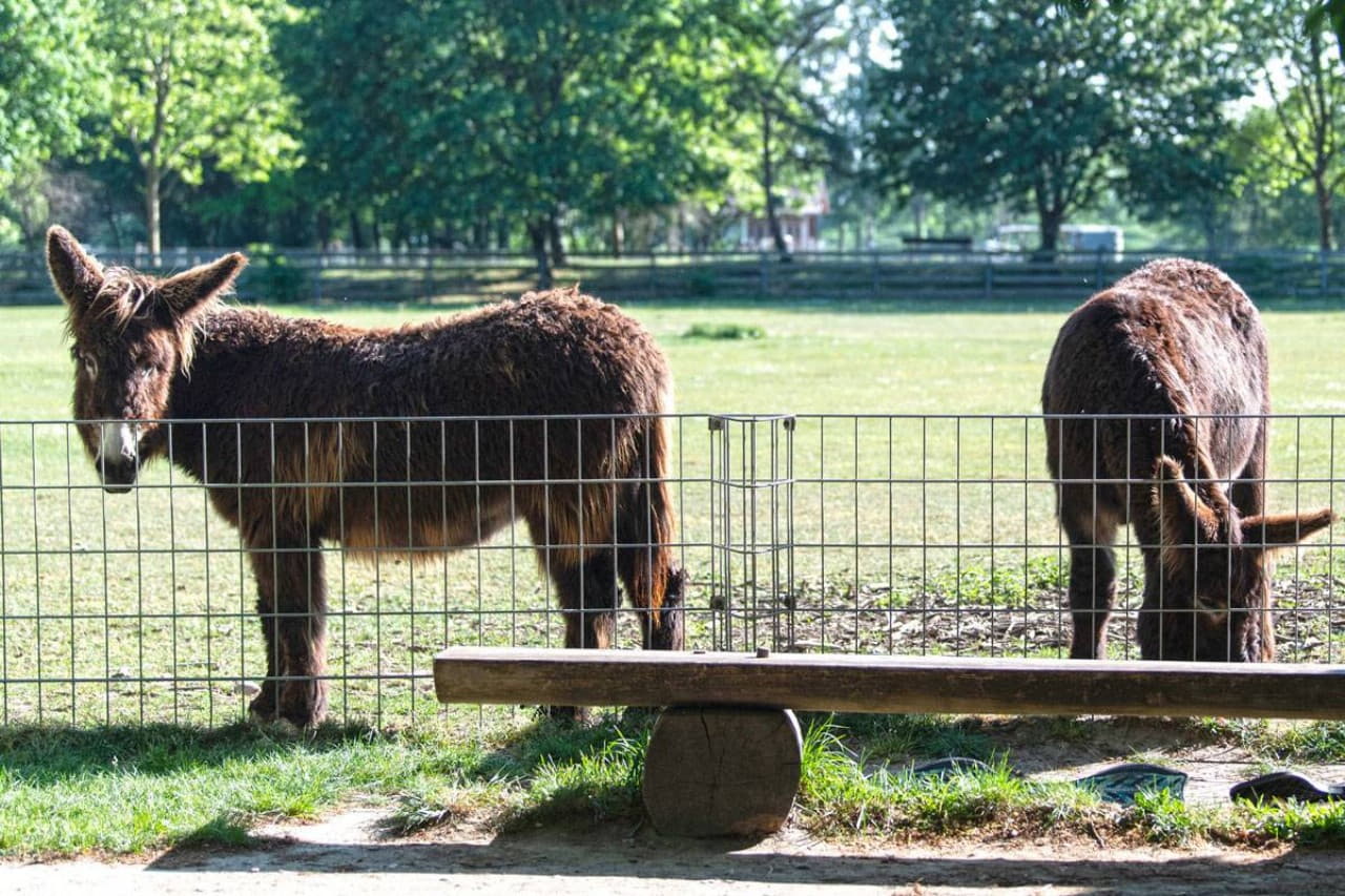 Wildpark Pforzheim photo 1