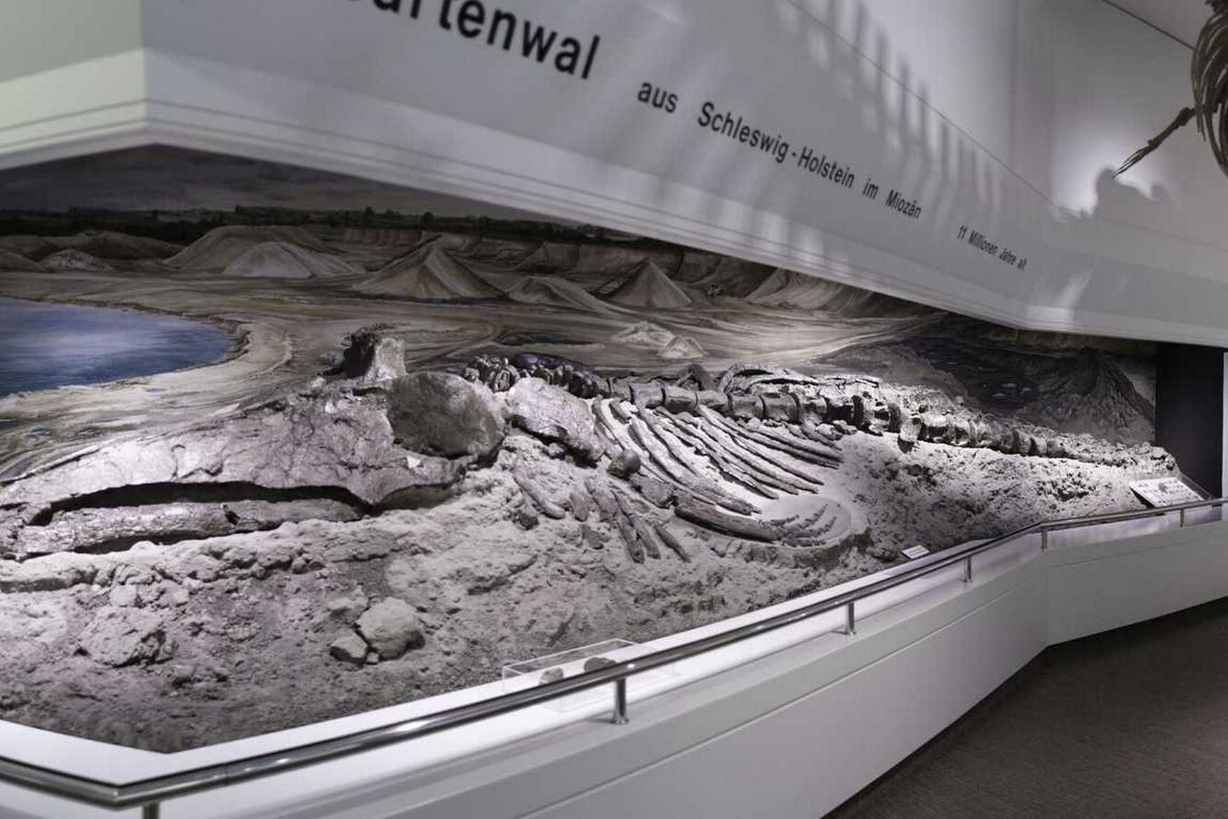 Museum of Nature and Environment