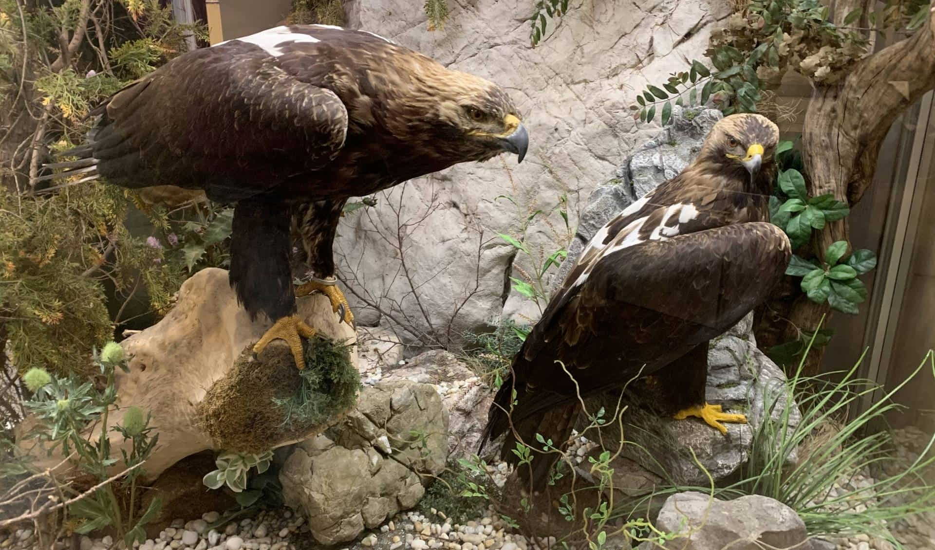 Naturmuseum Salzkammergut