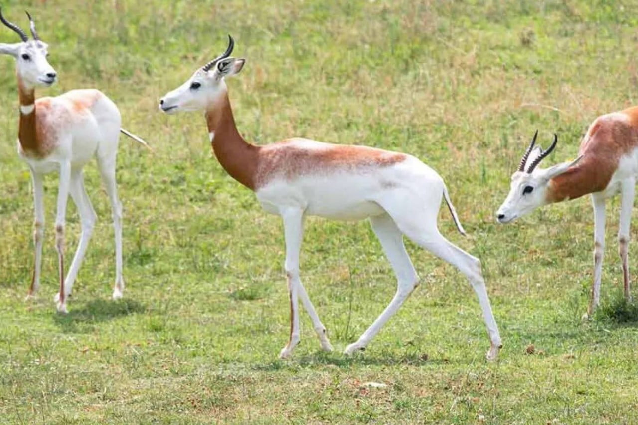North Carolina Zoo photo 1