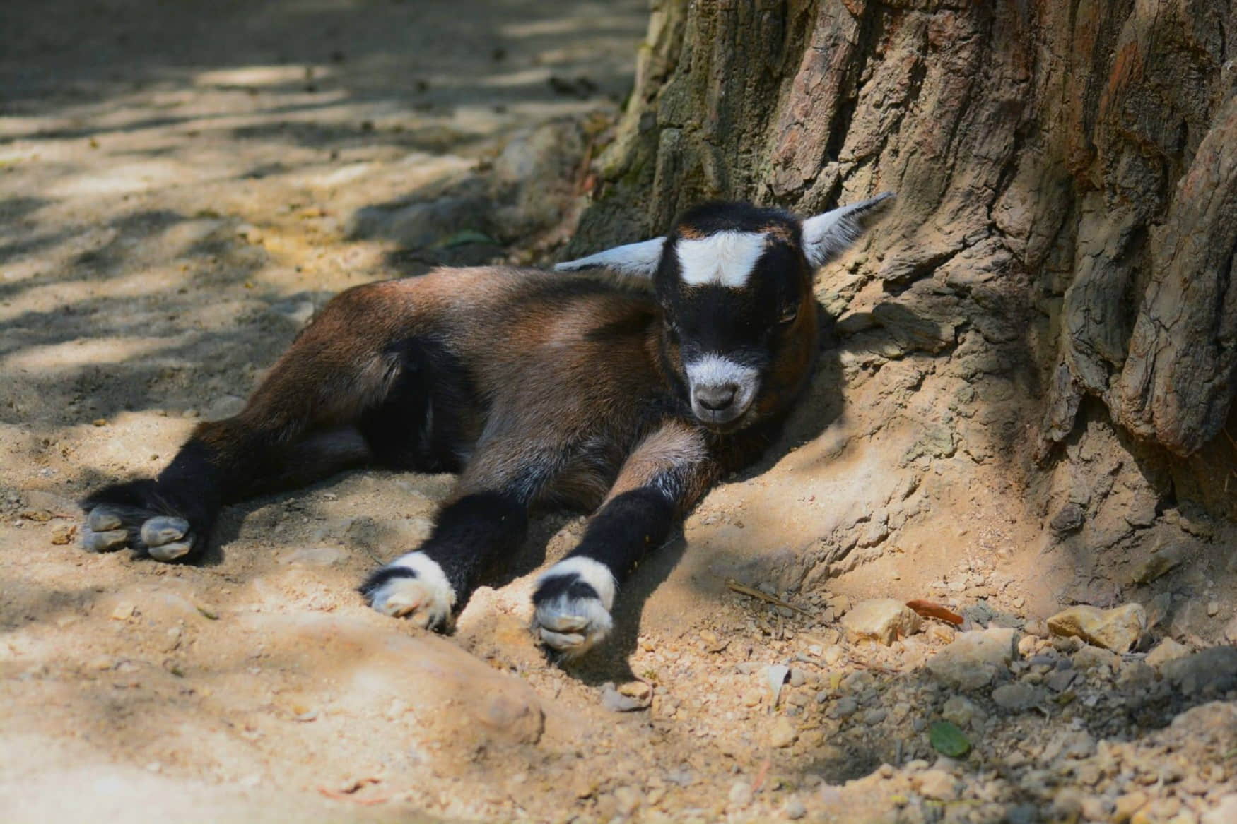 Wilhelma Zoo and Botanical Garden photo 1