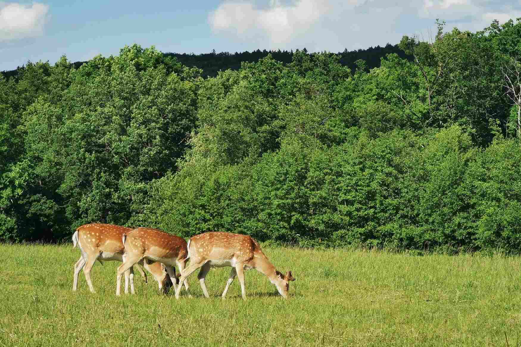 Obora Žleby photo 1