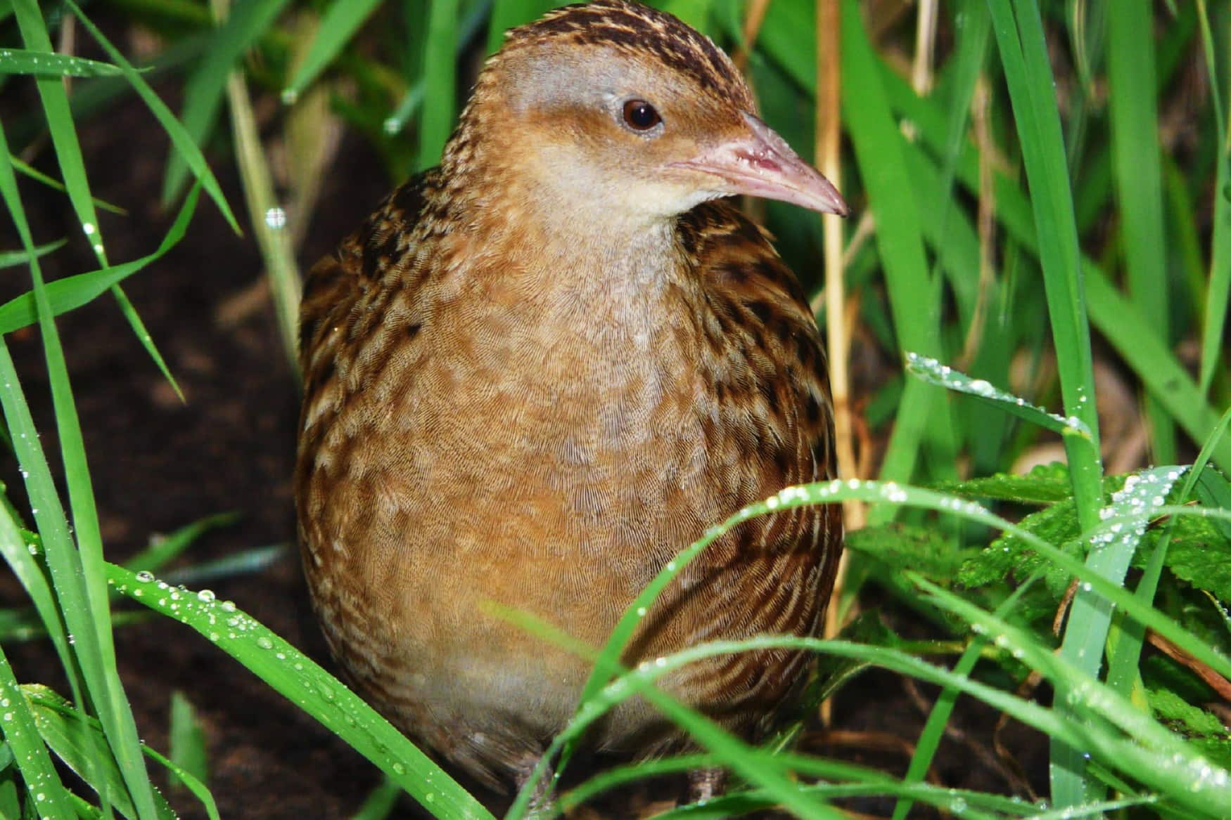Olching Bird Park photo 1
