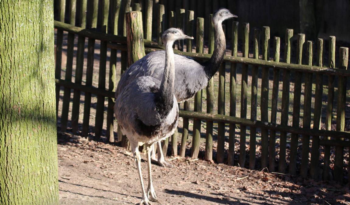 Osnabrück Zoo photo 1