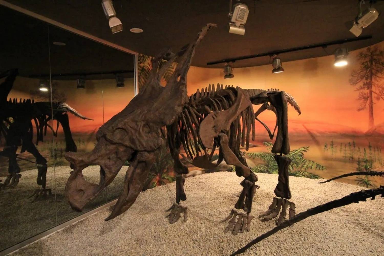 Paleontological Museum of Elche