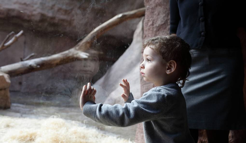 Toboga Tongo Hradec photo 1