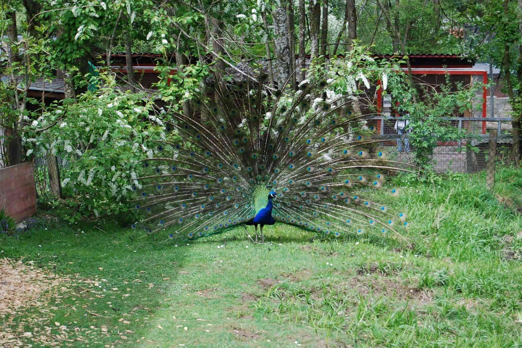 Raritätenzoo Ebbs photo 1