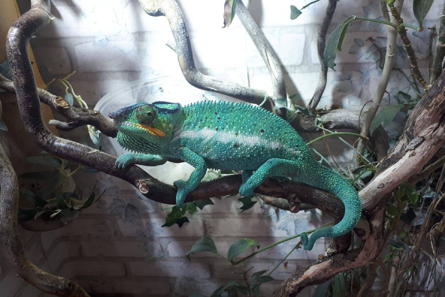 Reptilienhaus Oberammergau photo 1