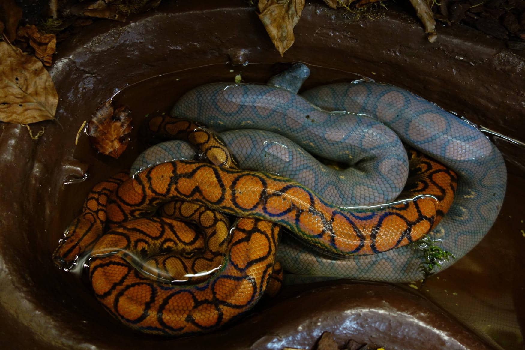 Reptilienzoo Happ photo 1