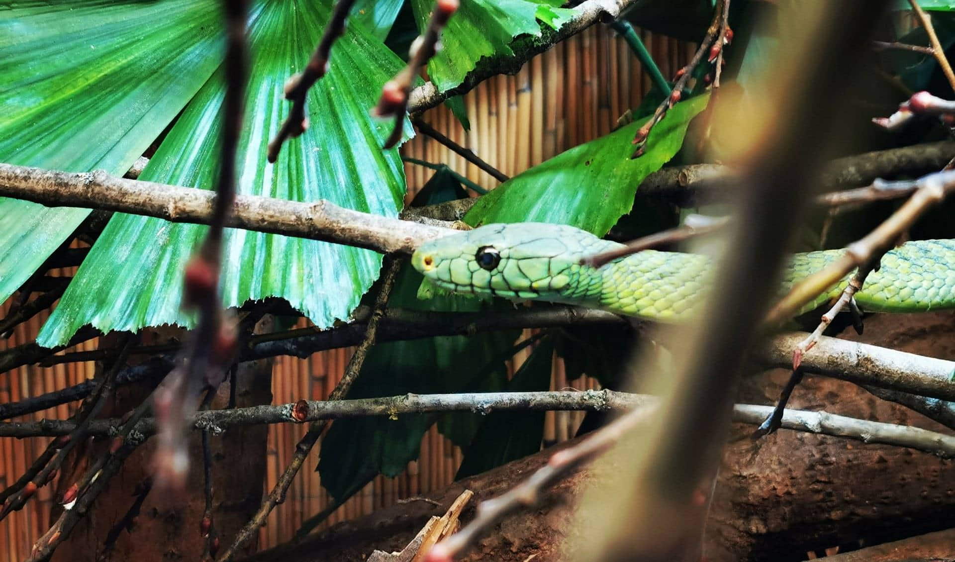 Reptilienzoo Nockalm