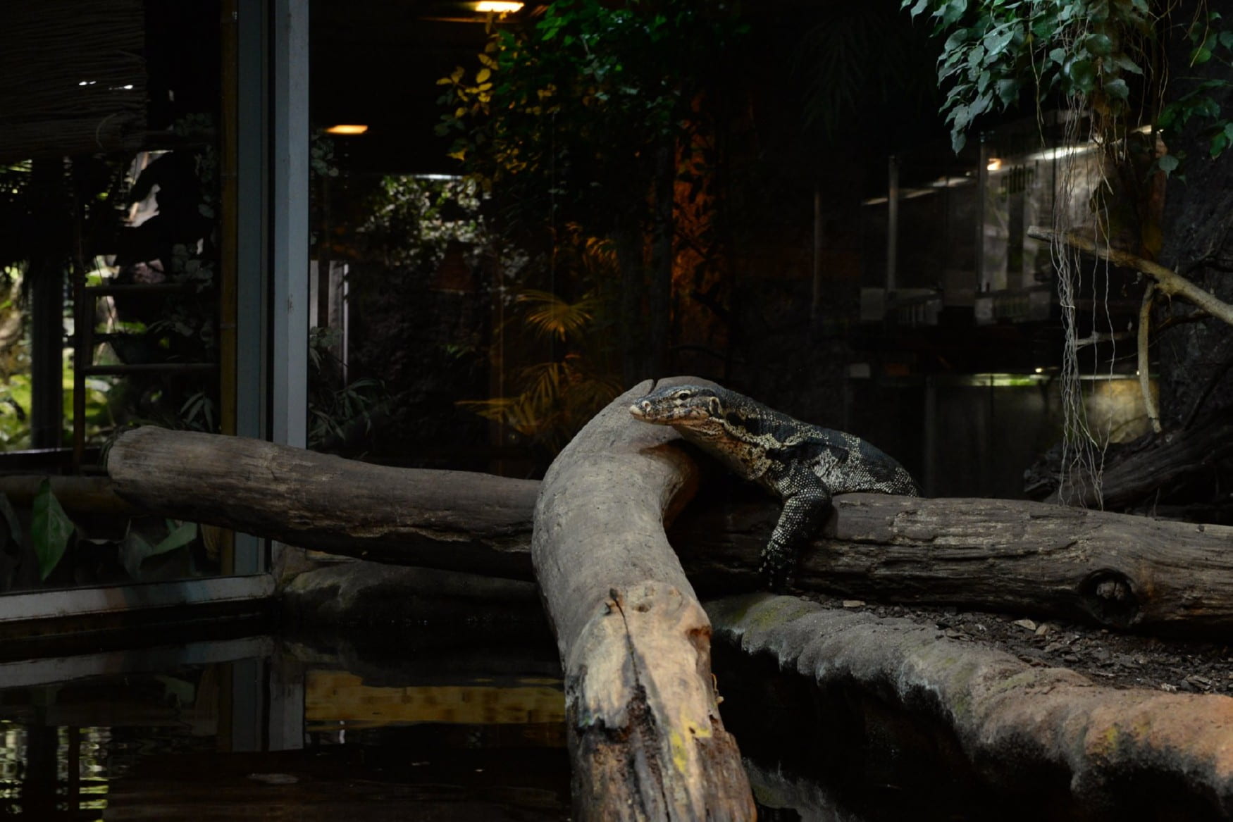 Reptilium terrarium and desert zoo photo 1