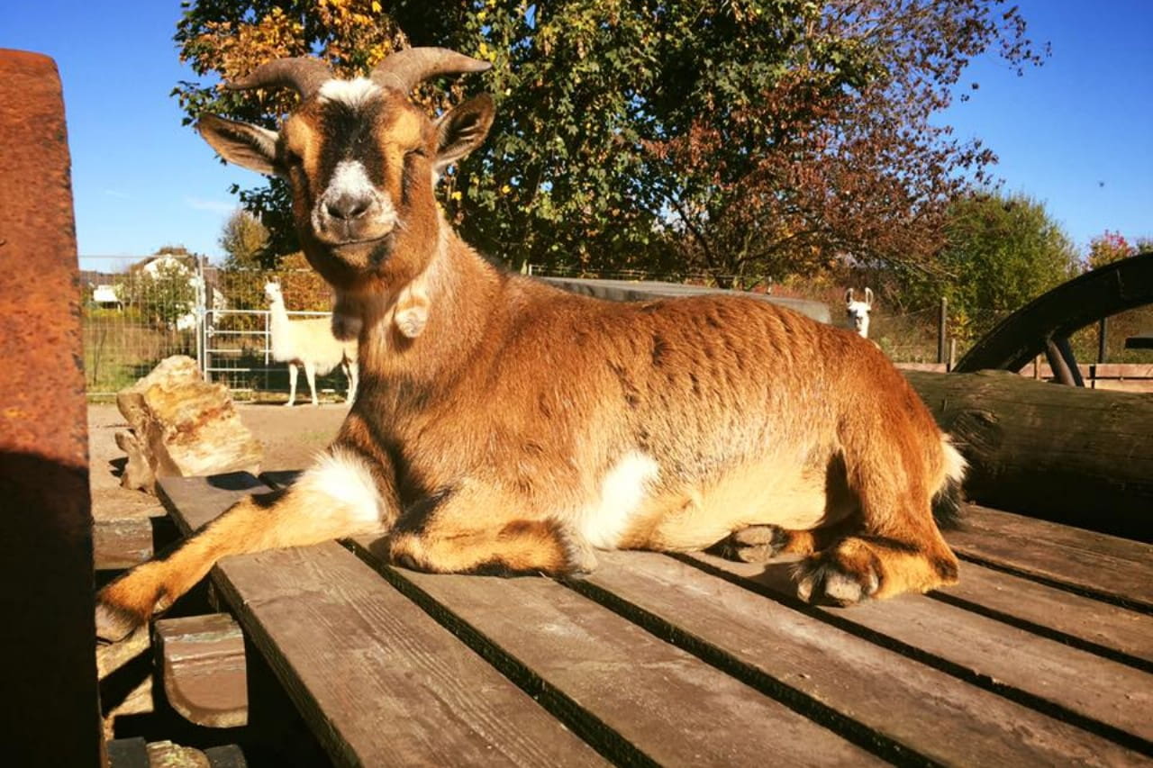 Rolfs Streichel Zoo photo 1