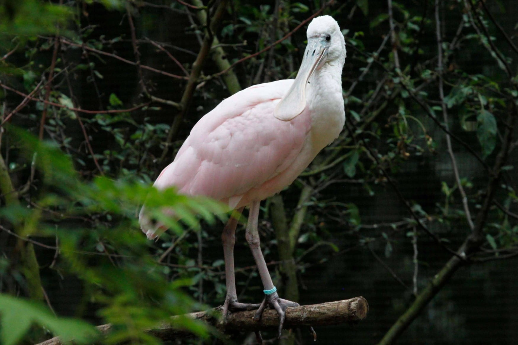 Vogelpark Marlow photo 1