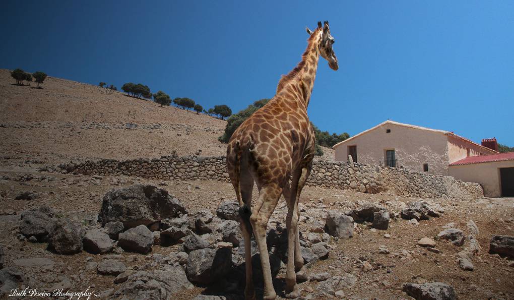 Safari Park Aitana photo 1