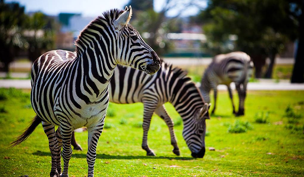 Safari Zoo Mallorca photo 1