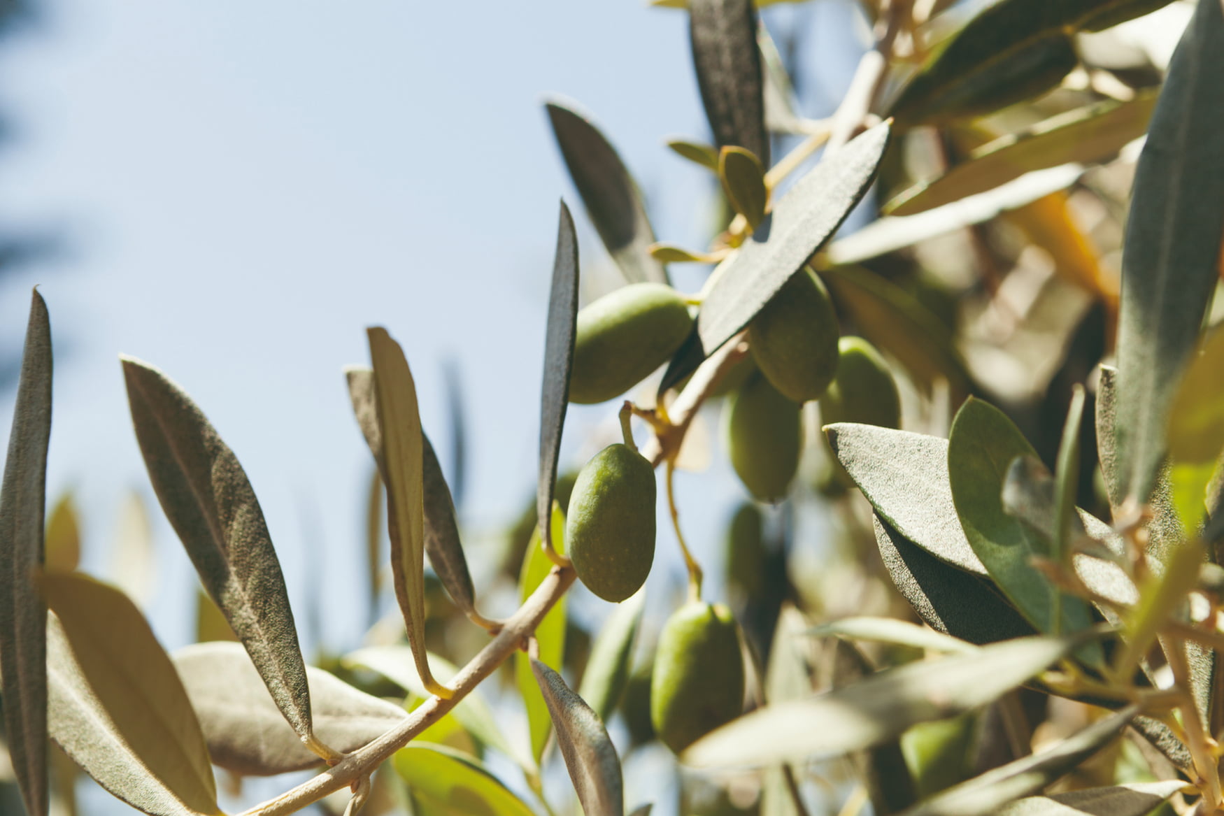 Salou Municipal Park photo 1