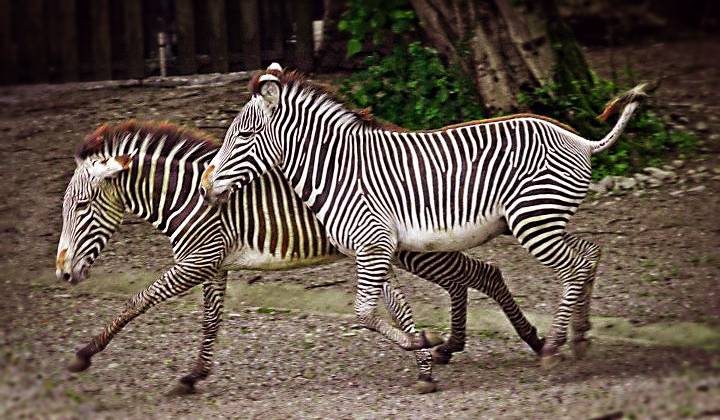 Salzburg Zoo photo 1