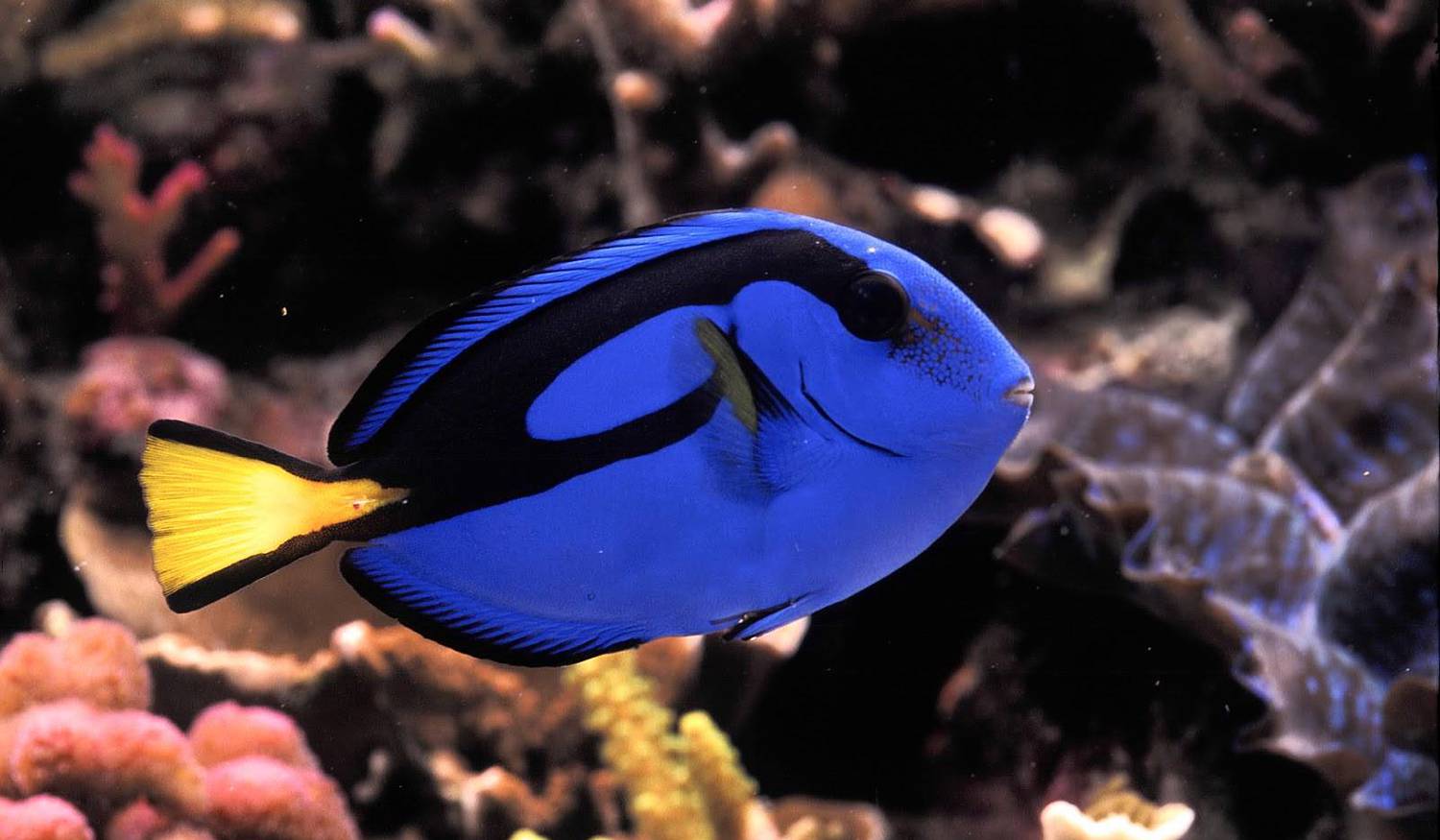 Sea Life Benalmadena