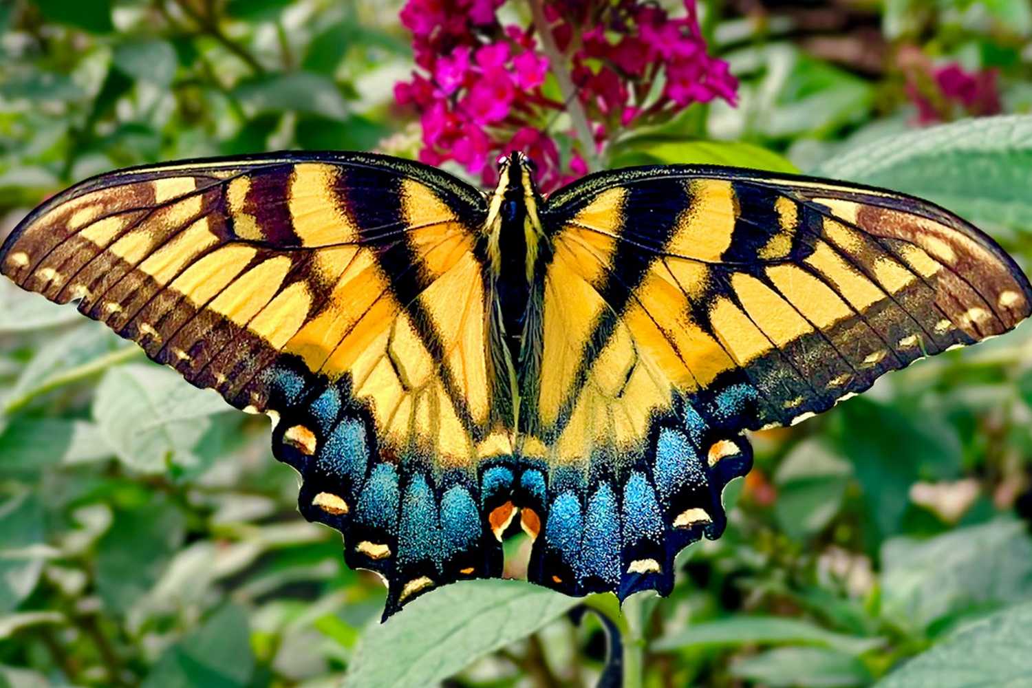 Serenity Garden photo 1