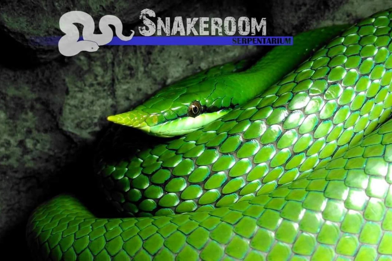 Snakeroom Serpentarium photo 1