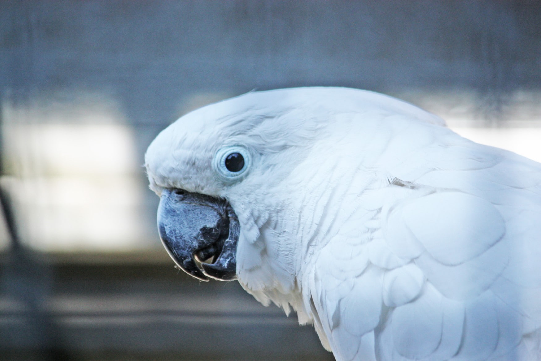 Wuppertal Zoo photo 1