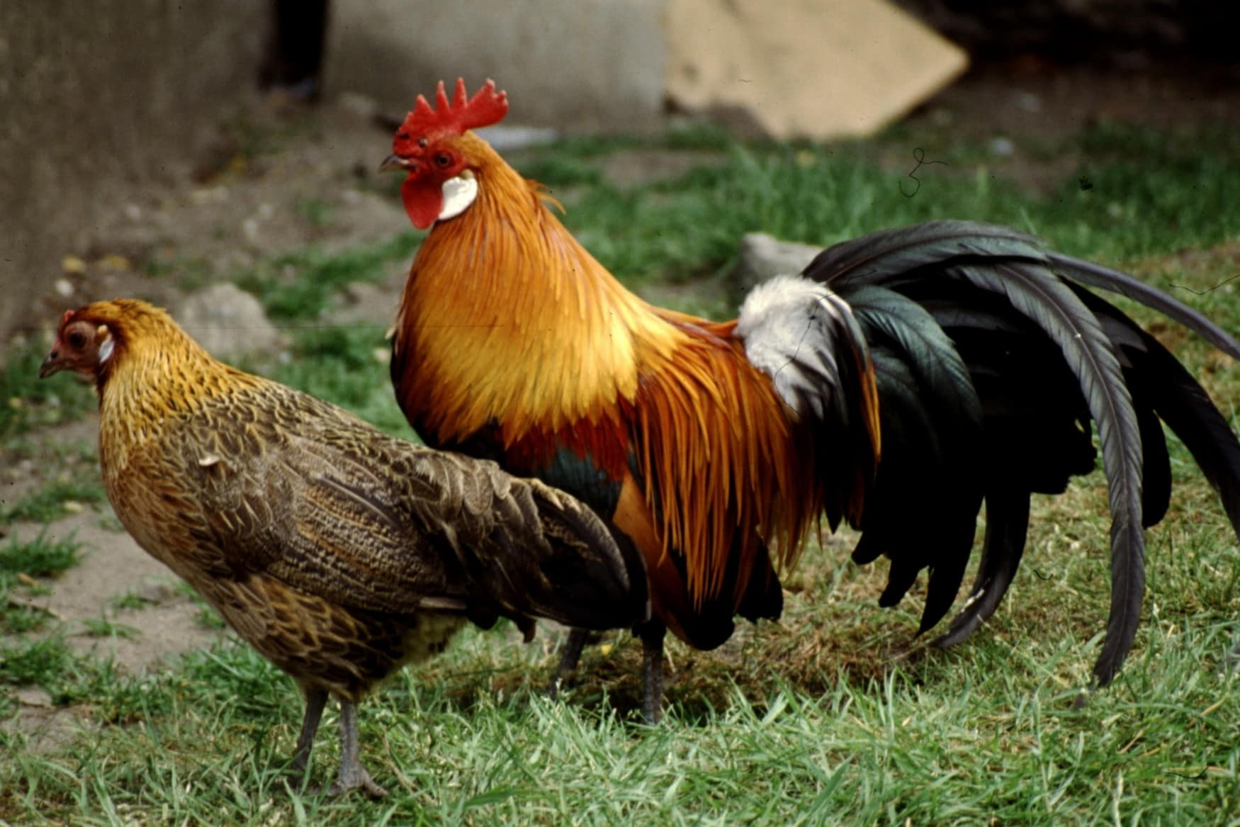 Zoopark Milicov photo 1