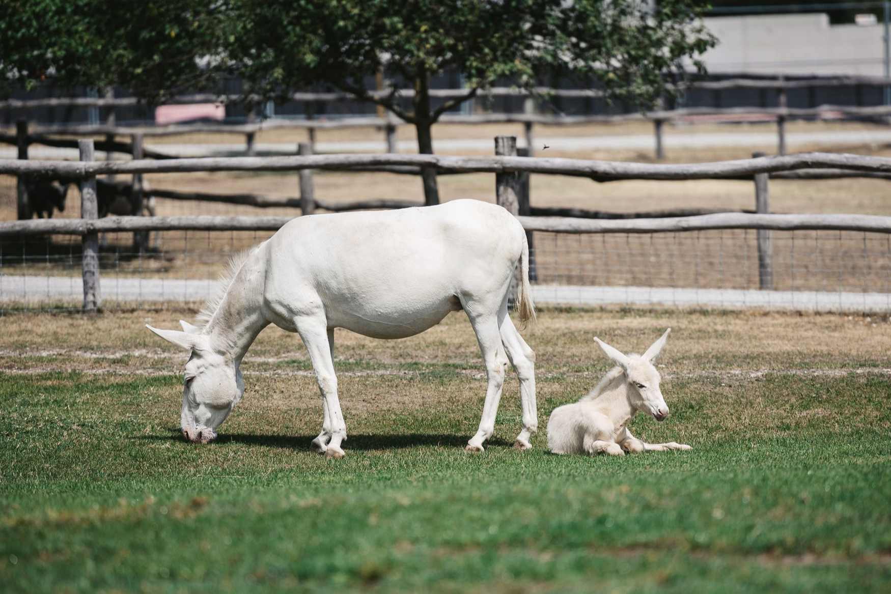 Vienna Kids Farm photo 1