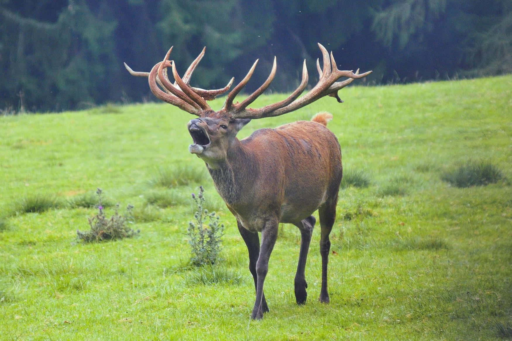 Tierpark Mautern photo 1