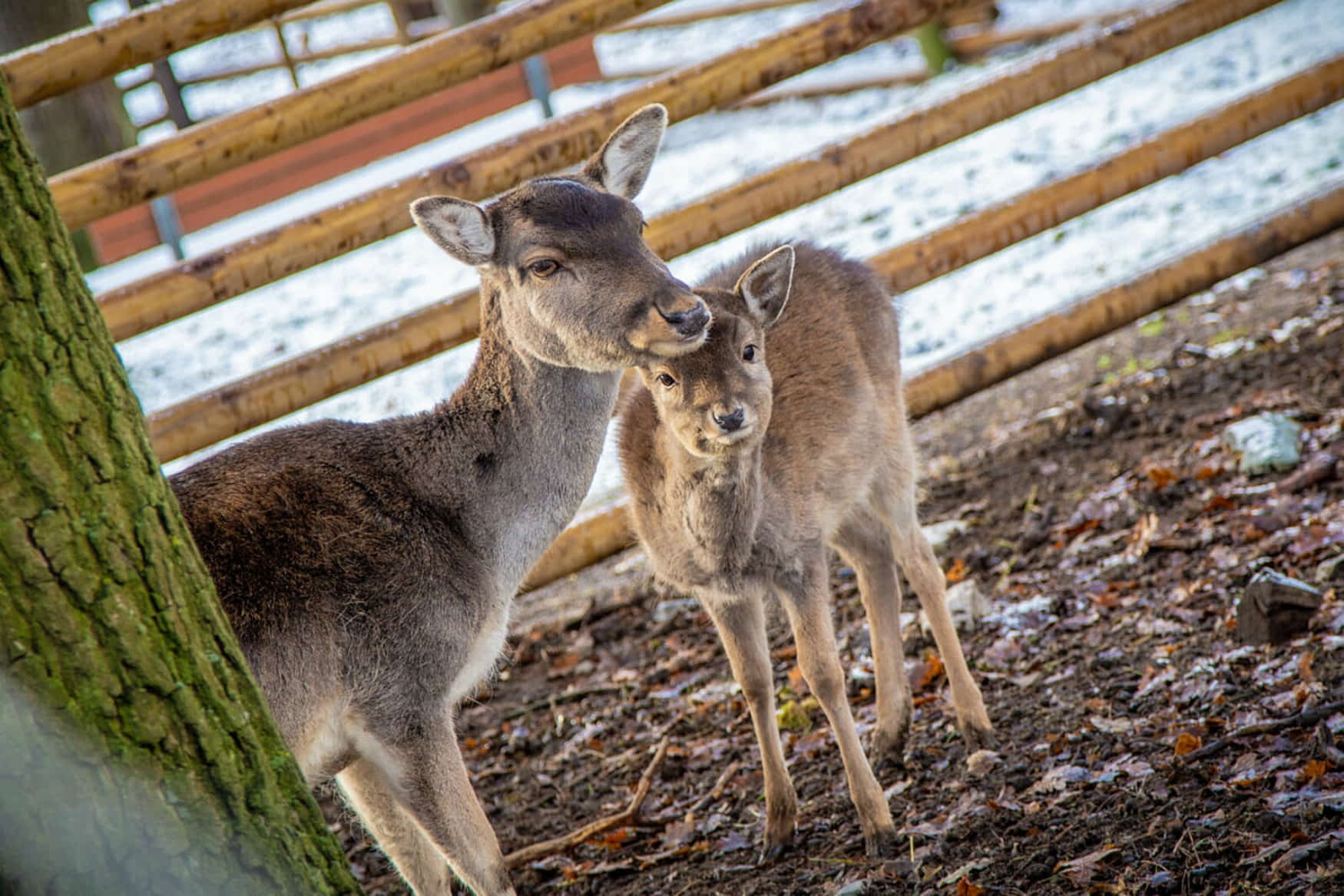 Tierpark Sommerhausen photo 1