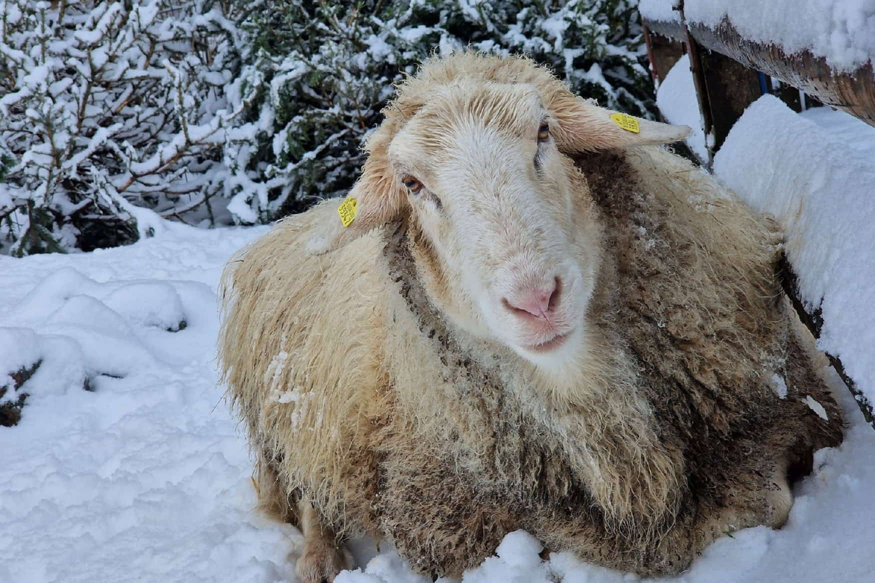 Wildpark Retter Hofheim photo 1