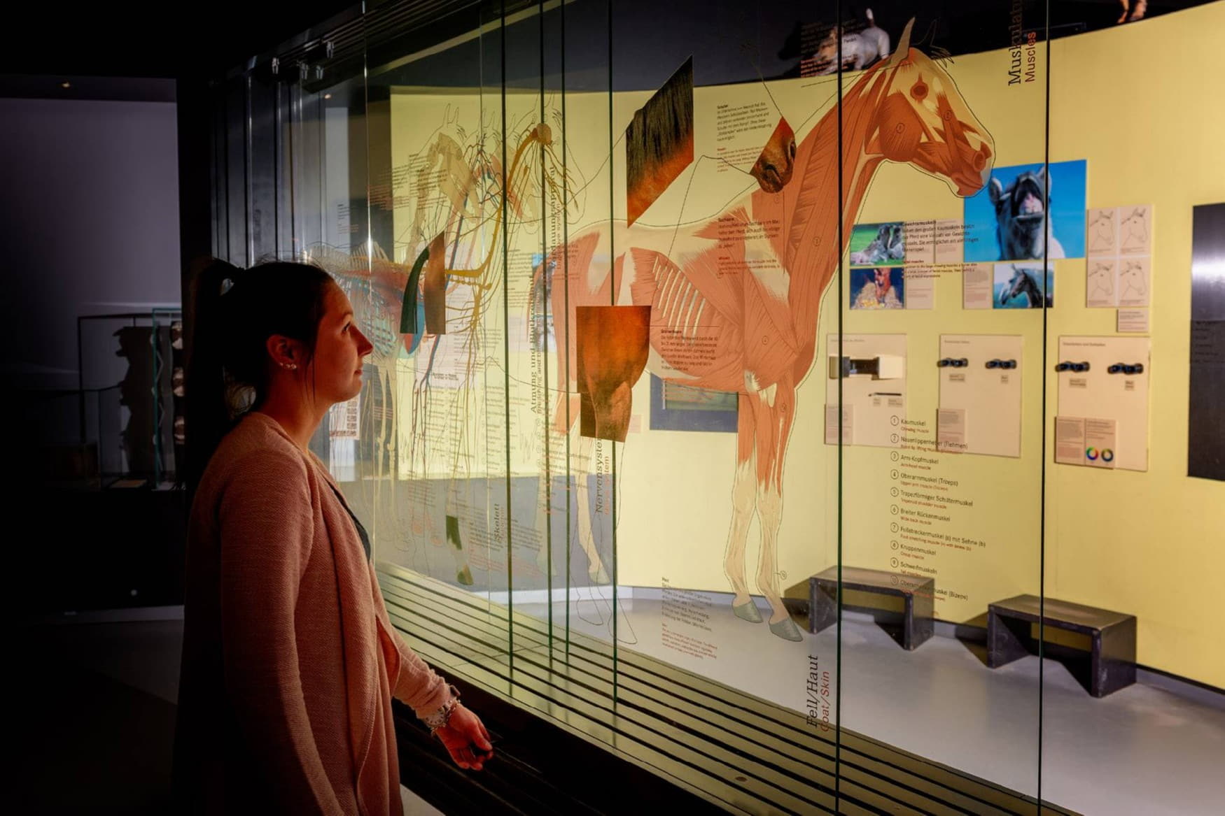 Westphalian Horse Museum photo 1