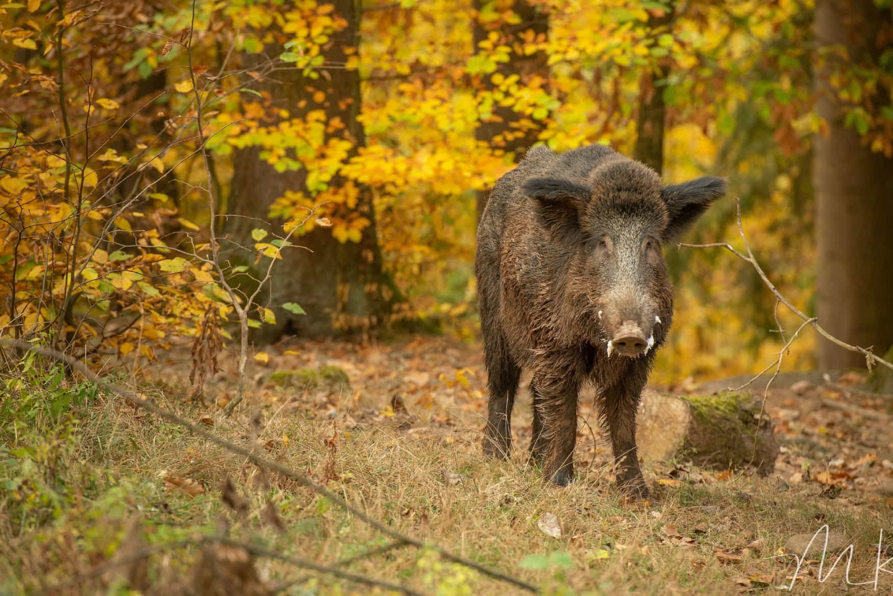 Wild Park Castle Tambach photo 1