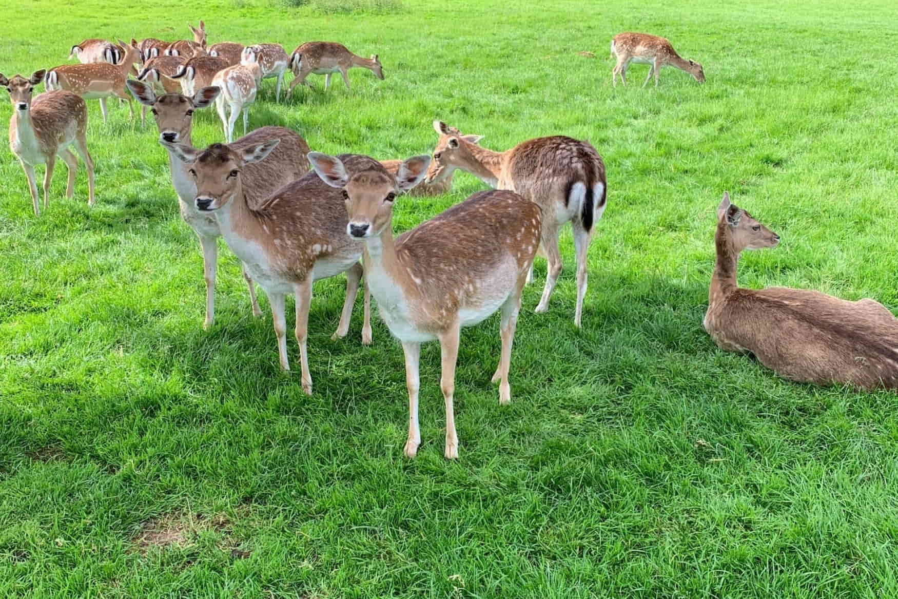 Wildpark Poing photo 1