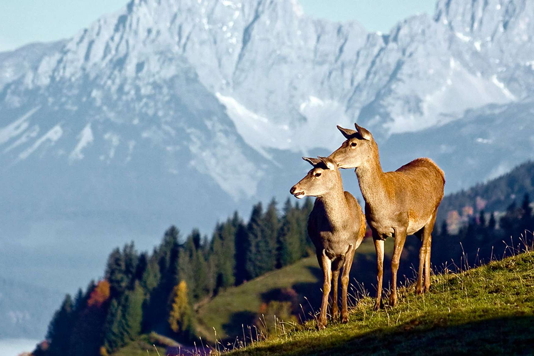 Wildlife Park Aurach