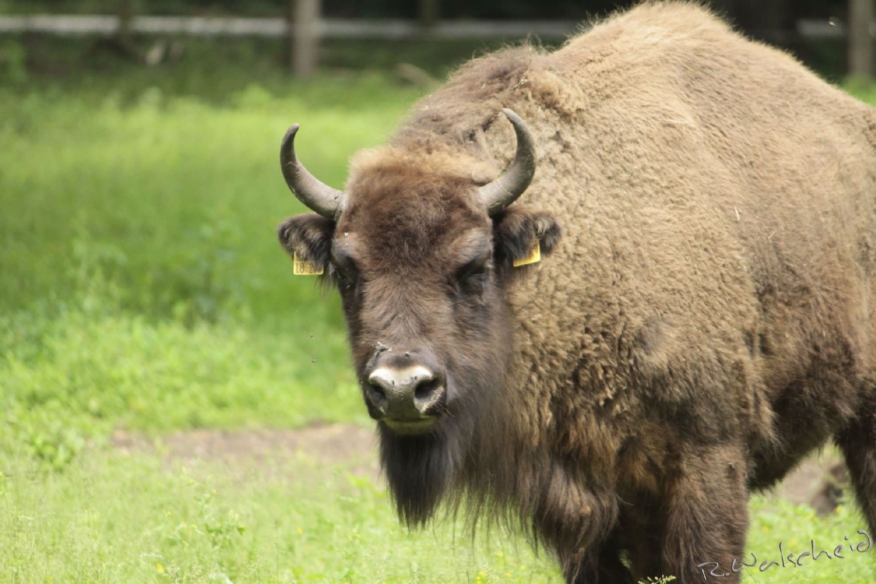 Wildlife park Dünnwald photo 1