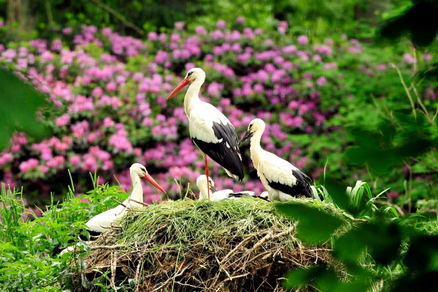 Wildpark Schwarze Berge photo 1