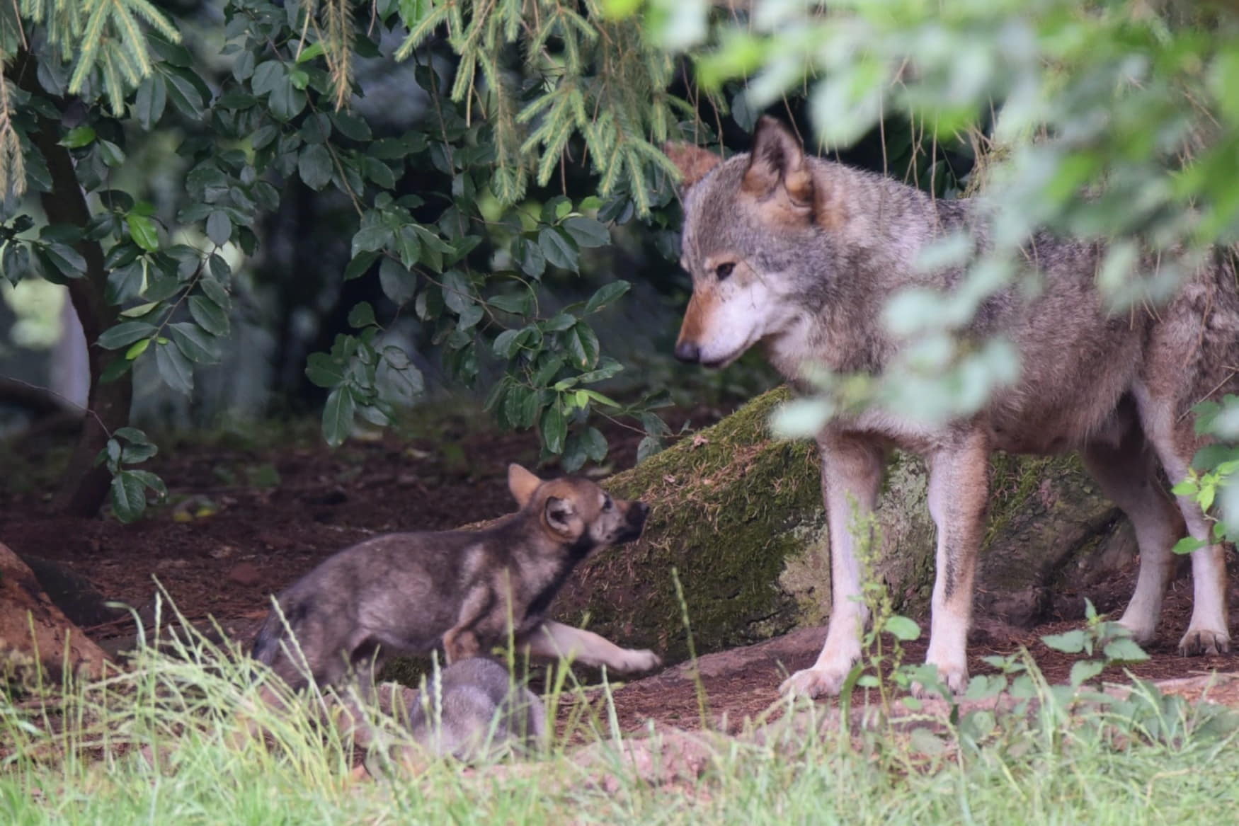 Wildlife park in Silz photo 1
